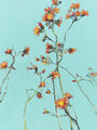 orange hawkweed, painting No. 6596